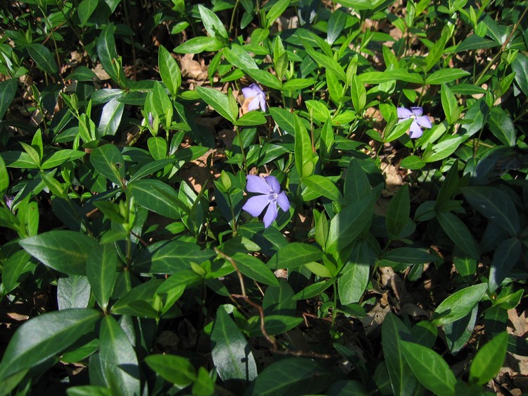 Vinca minor